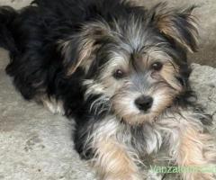 Donez Yorkshire terrier