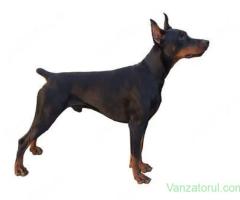 caut mascul doberman