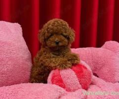 Pudel Poodle Toy Mini roșcat de vânzare Companion pentru orice familie