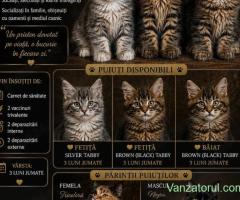 Puiuți Maine Coon superbi