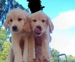Puii Golden Retriever 2 luni 2 fete băieți disponibili imediat