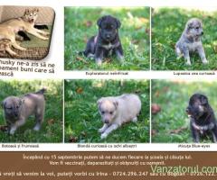 Micii lupi își caută familii iubitoare! Cățeluși Husky-Metis spre adopție