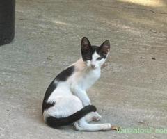 Donez 2 pisicute blânde și jucăușe