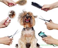 Salonul Igor Land angajeaza groomer cu experienta