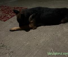 catelusa ciobanesc german spre adoptie!!