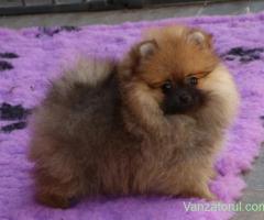 Pui Pomeranian pentru pretentiosi cu pedigree FCI ,posibil pasaport