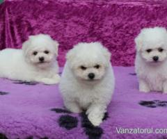 Pui Bichon Frise cu pedigree FCI din parinti campioni in expozitii canine