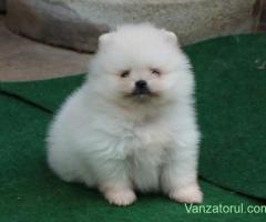 Vand catei Pomeranian alb toy si mini toy, cu pedigre FCI