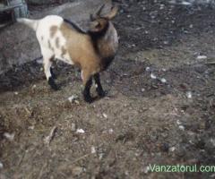 vand tap pitic olandez