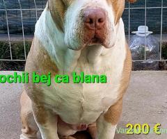 AmericanPBT RedNose