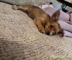 Chihuahua mini toy