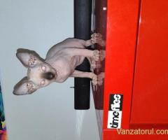 Pisic Sphinx Sfinx Sphynx