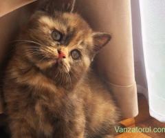 Pui british shorthair chocolate tortie PEDIGREE WCF