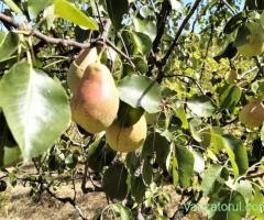 vând livadă de pomii fructiferi judetul Arad