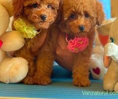 Băiețel Pudel Poodle TOY cu pedigree!