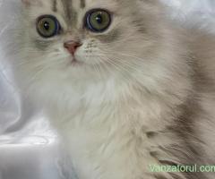 pisica persana chinchilla cu pedigree