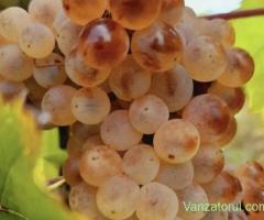 vand struguri de vin