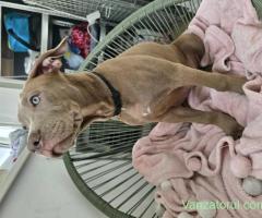 Pui American Bully XL