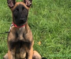 Catei Ciobănesc Belgian Malinois - furnizor autorizat