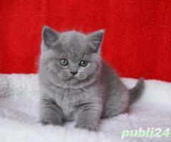 Felisa Autorizata - Pui British Shorthair Blue, vaccinati, deparazitati, carnet de sanatate
