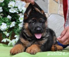 Catei Ciobănesc German - talie mare - rasă ideală pentru pază