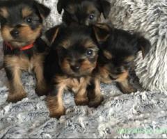 Yorkshire terrier