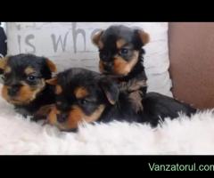 Yorkshire terrier