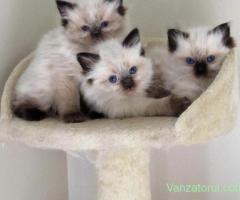 Ragdoll