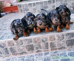 Teckel, par scurt, mini,Arlechin