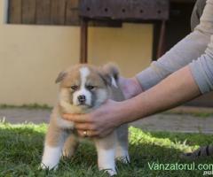Catei Akita Inu