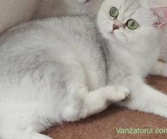 Metis British shorthair chinchilla fetita