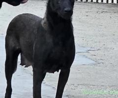 Femela Ciobanesc Belgian Malinois