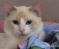 motan spre adopție