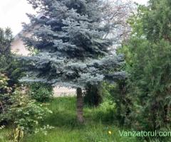 Vanzare casa si curte spatioase de 400 mp ,cu multa verdeata,situate intr-o zona linistita.