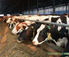 Angajam Ingrijitor Muncitor la ferme de animale - in Germania