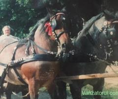 Vand hamuri din piele pentru cai