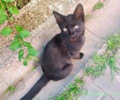 Motănel, pui de 4-5 luni spre adopție