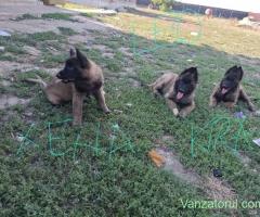Pui Malinois