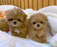 MALTIPOO Pui disponibili din CANISĂ Proprie!!