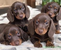 Catei teckel
