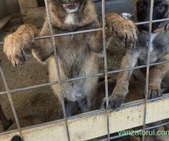 Pui caini malinois de vanzare