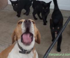 Beagle băiat vaccinat și deparazitat