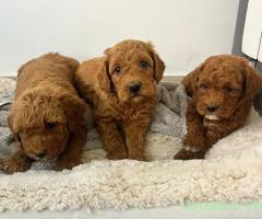 Goldendoodle F1B pui disponibili pentru rezervare