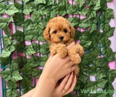Poodle Pitic Red, talie Toy, genetică deosebita, rasă hipoalergenica