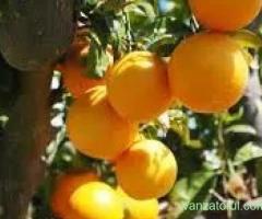 Munca Spania Agricultura
