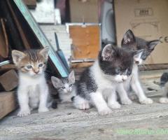 donez pisici (motan pisica) metis