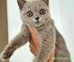 Femela British Shorthair lilac cu pedigree