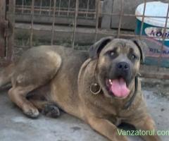 catelusi cane corso