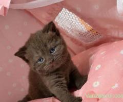 Fetița British Shorthair Chocolate cu pedigree