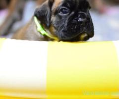Pui Boxer cu Pedigree